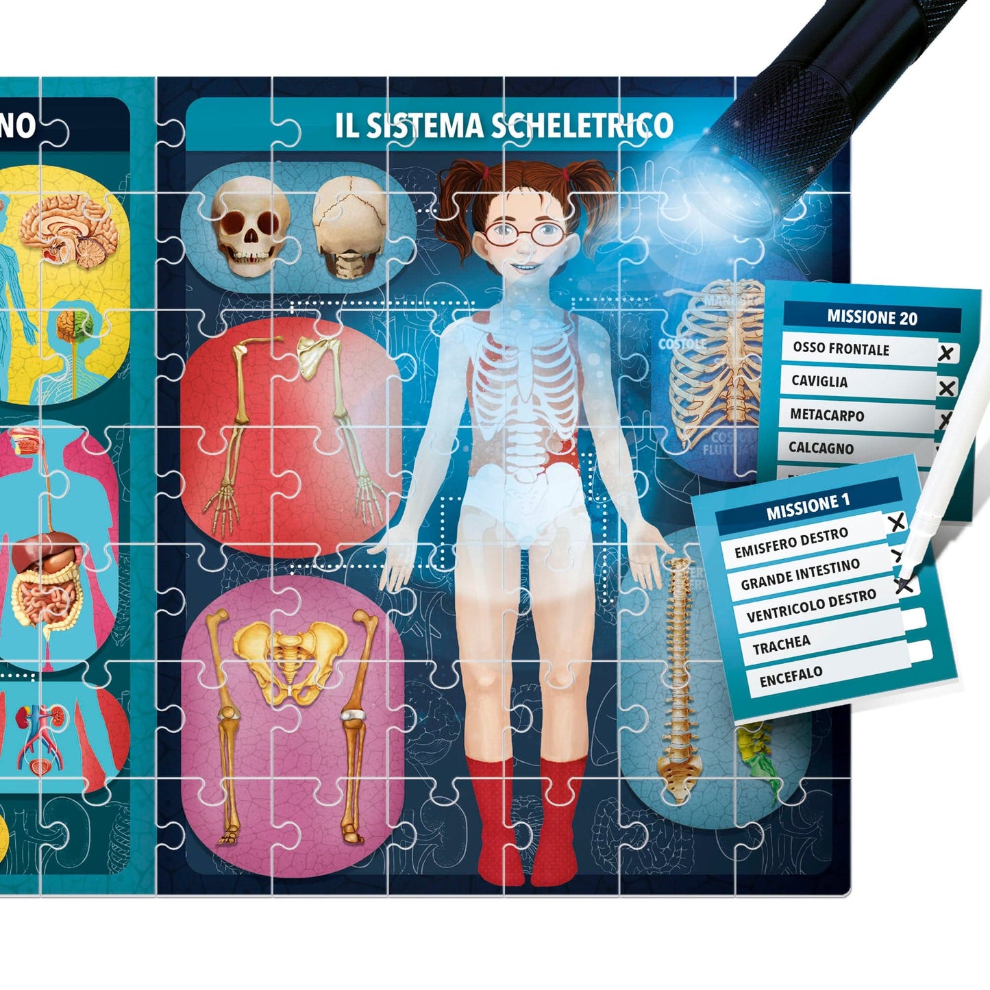 Toys The Human Body in X-Ray