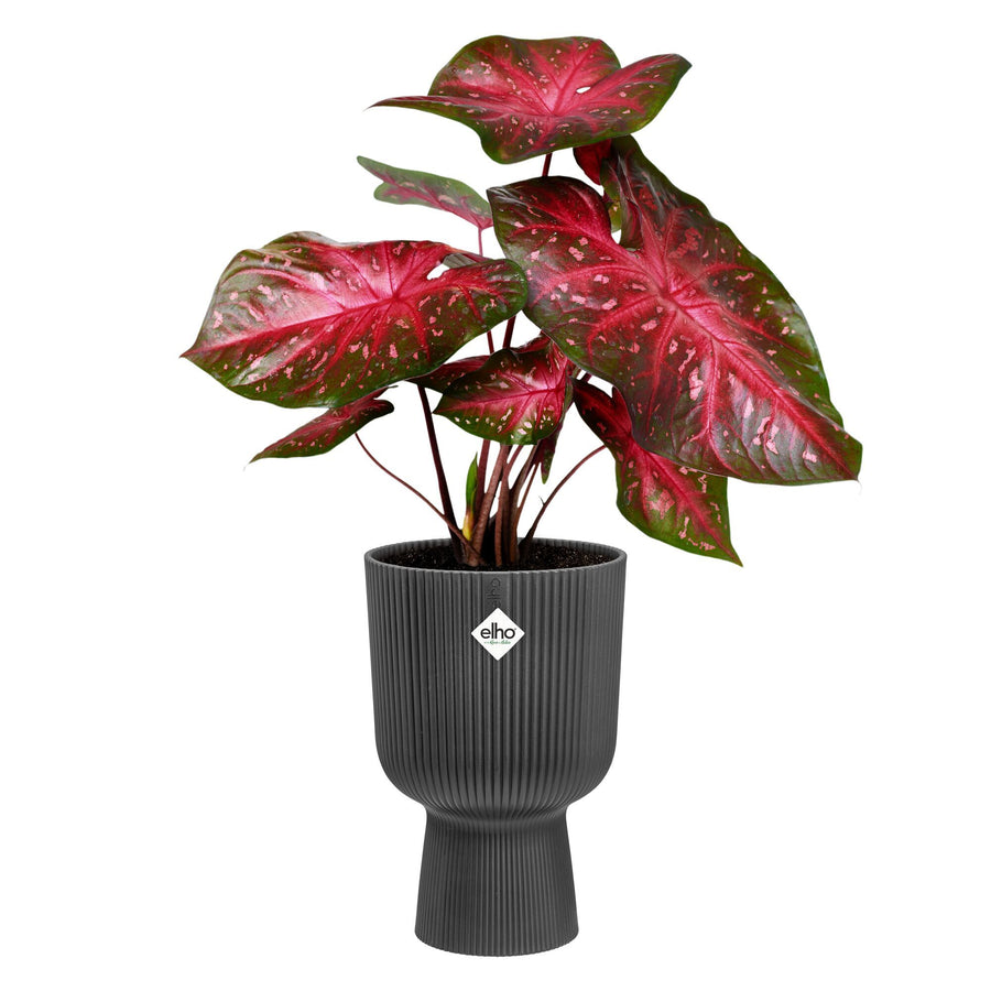 Coprivaso vibes coppa 30 cm antracite