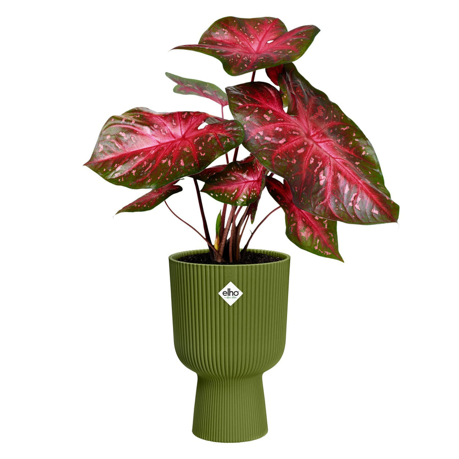 Coprivaso vibes coppa 30 cm verde felce