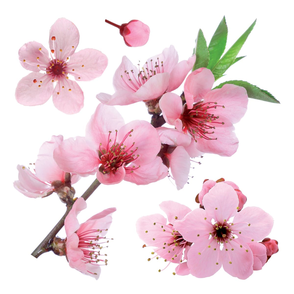 CHERRY BLOSSOM STICKER 31.5X34 CM