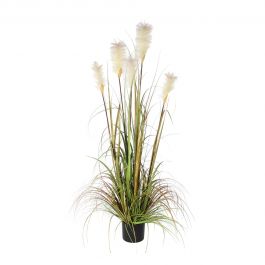 WHITE FEATHERY PLANT H15O IN PLASTIC POT