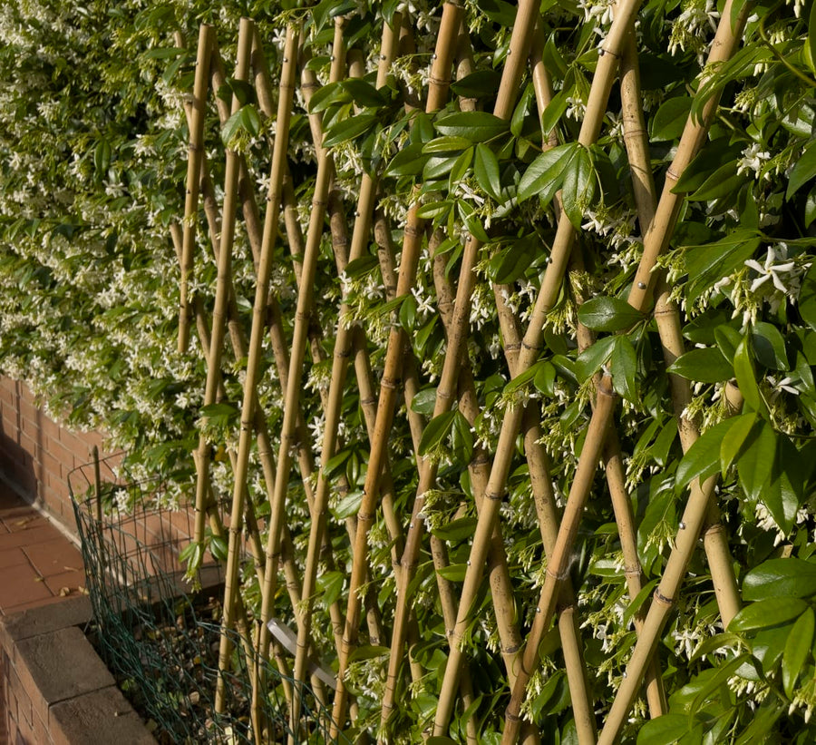 Bricocenter EXTENSIBLE NATURAL BAMBOO TRELLIS 150X180 CM