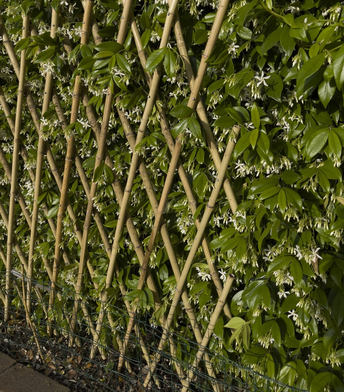 Bricocenter EXTENSIBLE NATURAL BAMBOO TRELLIS 90X240 CM