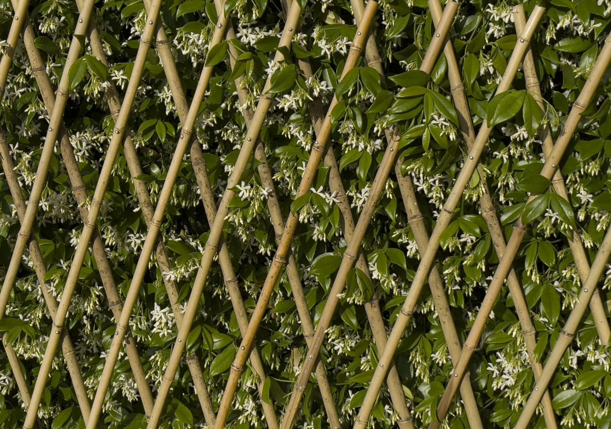 Bricocenter EXTENSIBLE NATURAL BAMBOO TRELLIS 90X180 CM