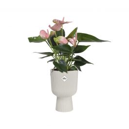 VIBES COUPE COVER WHITE 14 CM