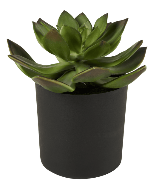 Casa MOHAVE SUCCULENT PACHYVERIA