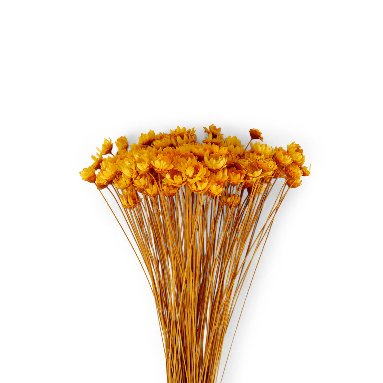 ACTINO DRIED FLOWERS ORANGE