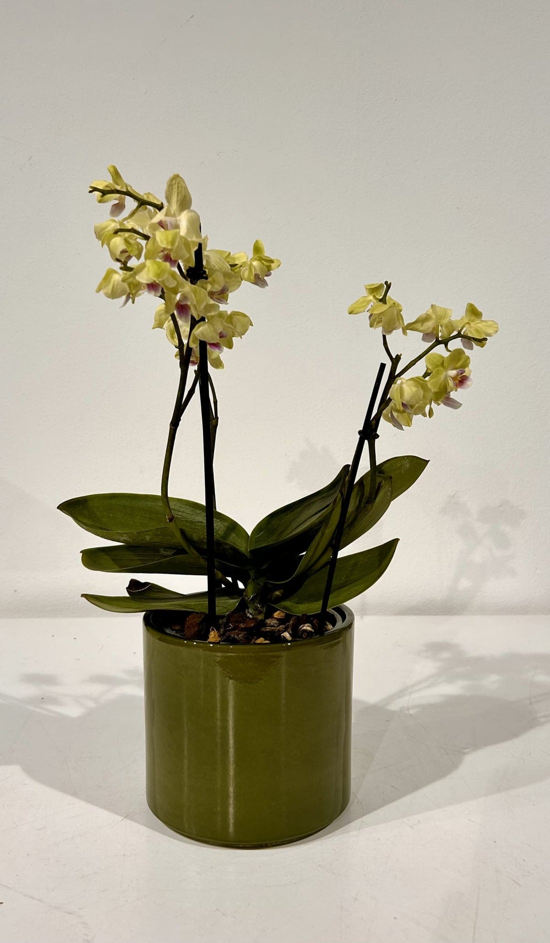 CLIZIA CYLINDER CM 16.8 H 14.8 GREEN