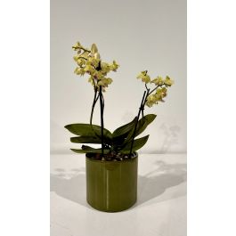 CLIZIA CYLINDER CM 16.8 H 14.8 GREEN
