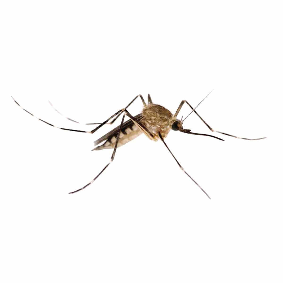 Bricocenter INSECTICIDE FLY AND MOSQUITO SPRAY 600 ML