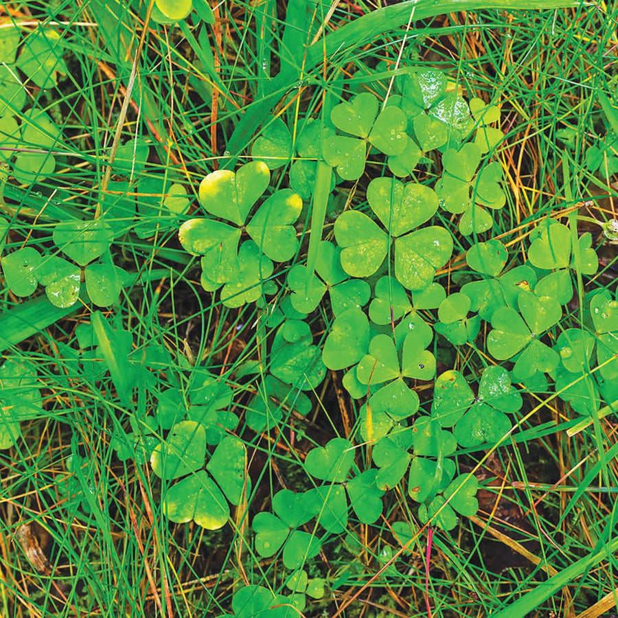 Bricocenter HERBICIDE HERBICIDE READY FOR USE 1000 ML