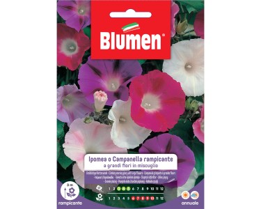 HYPOMEA BELLS.RAMPIC. MIX