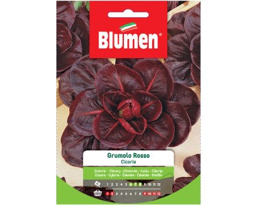 EV RED GRUMOLO CHICORY -