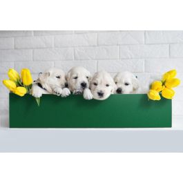 45X150 CM GREEN VELVET ADHESIVE PLASTIC