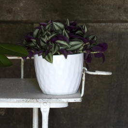 CASPO' NICOLE CM 18 H 14,6 WHITE