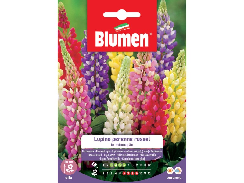 LUPINE RUSSEL MIX