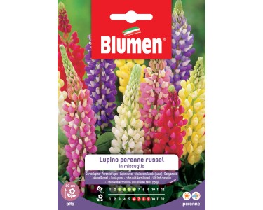 LUPINE RUSSEL MIX