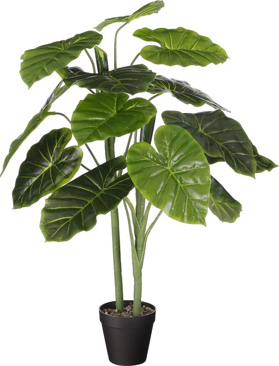 HALOCASIA IN PLASTIC POT 100 CM DIAM 50 CM