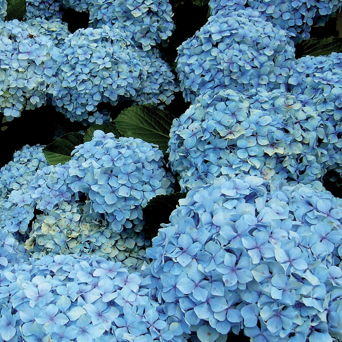 BLUING GRANULAR FERTILISER FOR HYDRANGEAS 1 KG