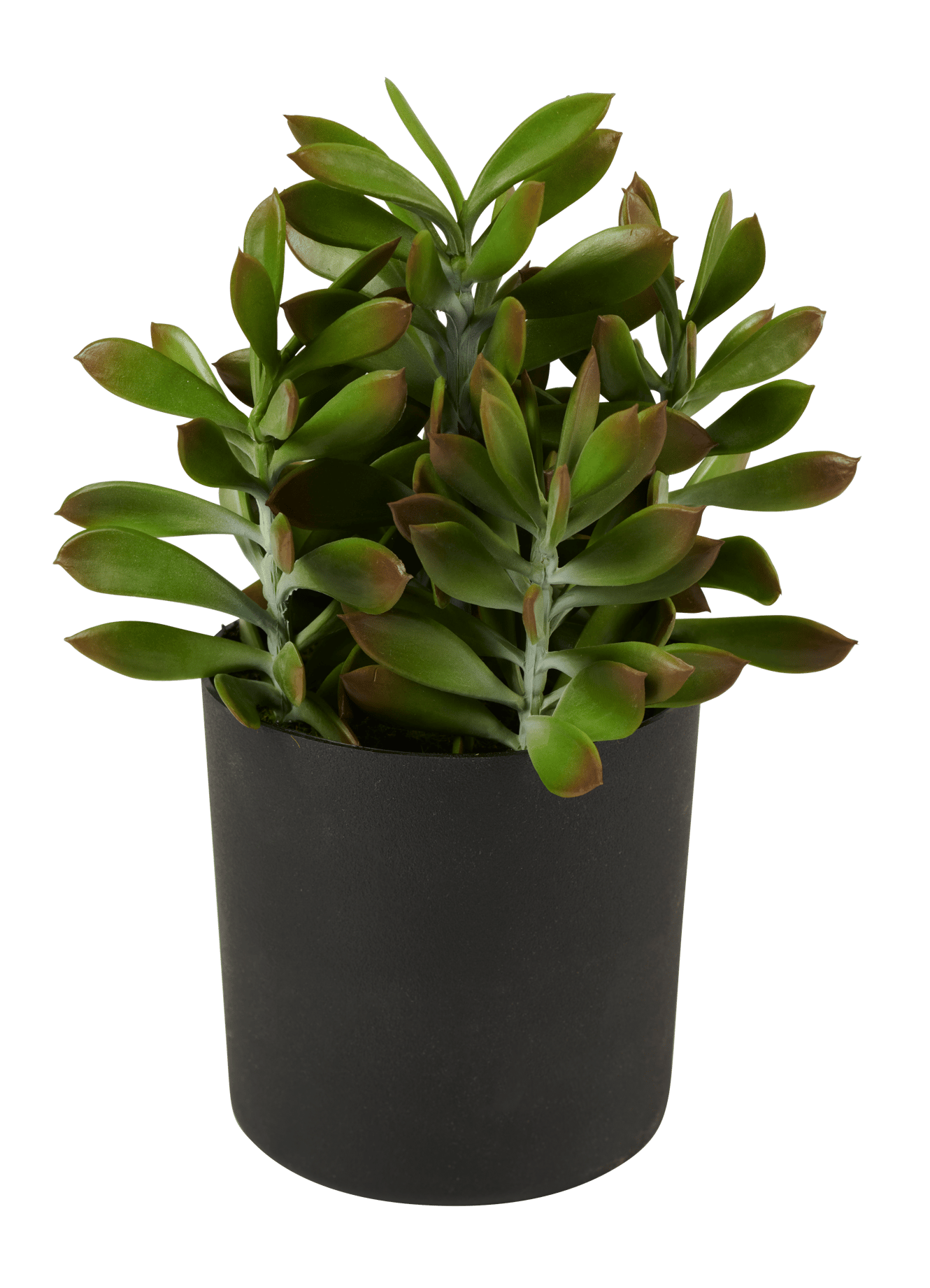 Casa MOHAVE SUCCULENT CRASSULA