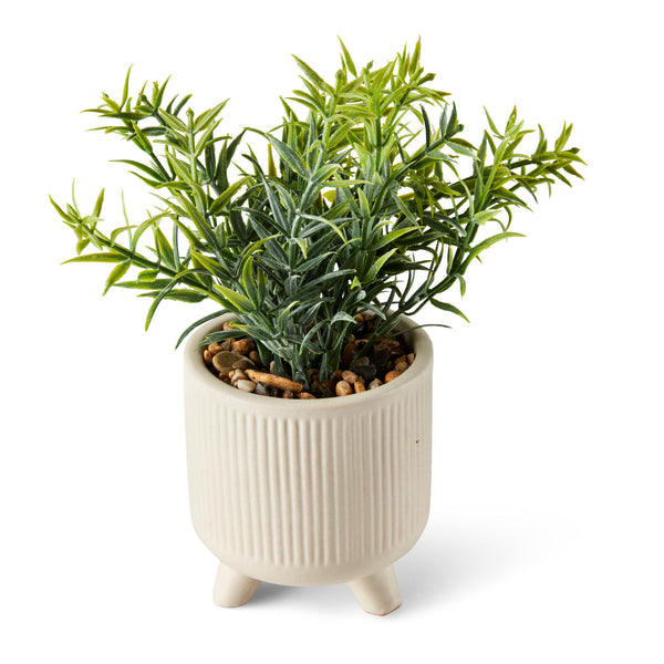 CERA PLANT IN POT THIME