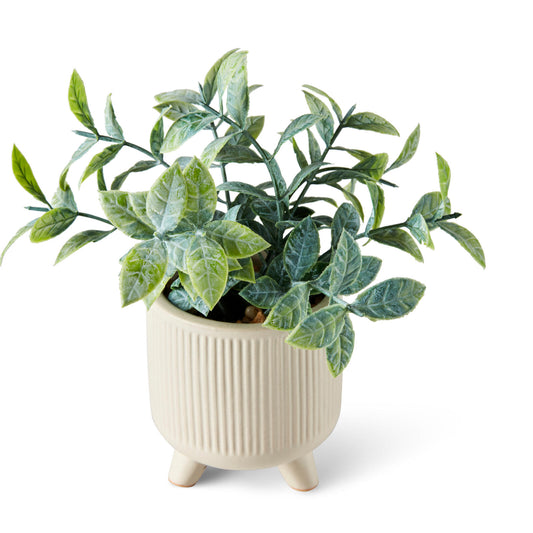 CERA PLANT IN POT MARJORAN