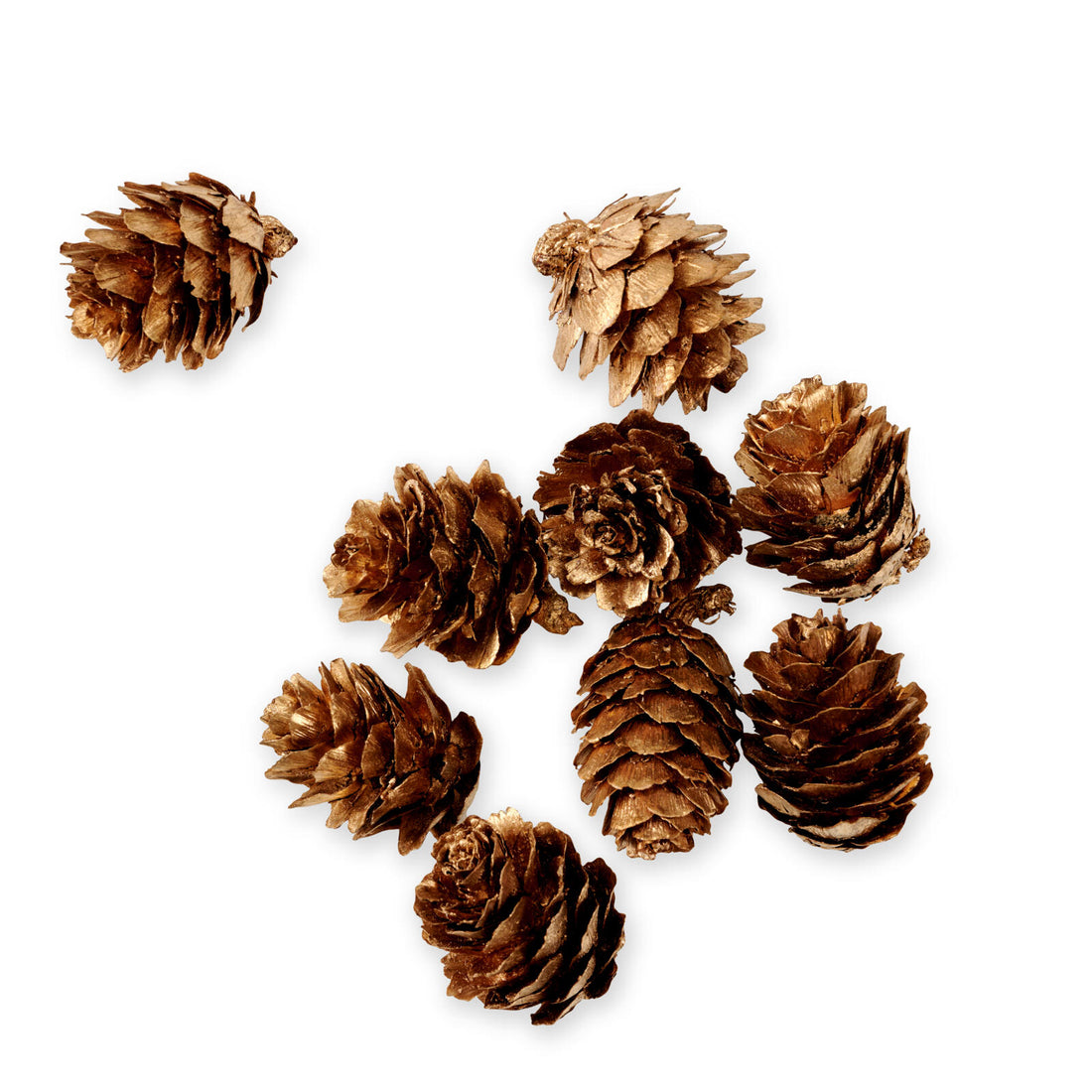 PINECONE S/40 SCATTERDECO GOLD