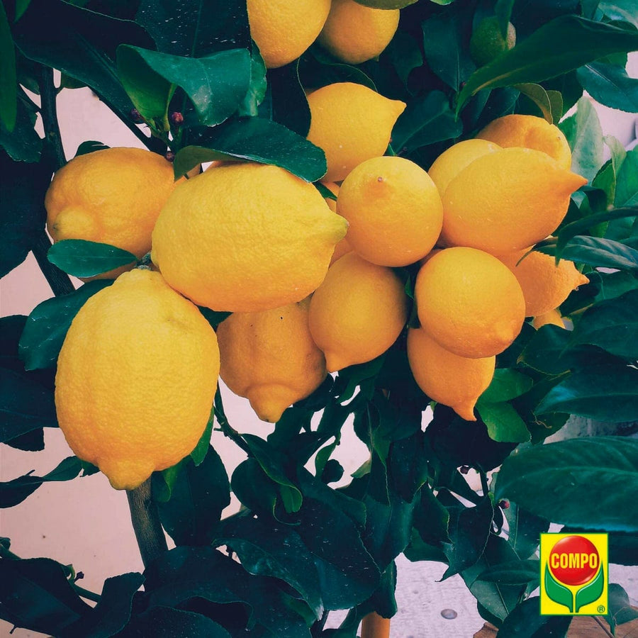 Bricocenter BIO FERTILISER LIQ. CITRUS FRUIT AND MEDITERRANEAN PLANTS