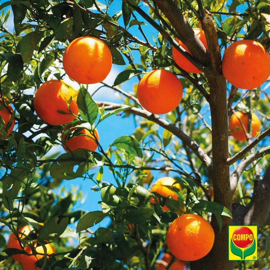 Bricocenter BIO FERTILISER LIQ. CITRUS FRUIT AND MEDITERRANEAN PLANTS