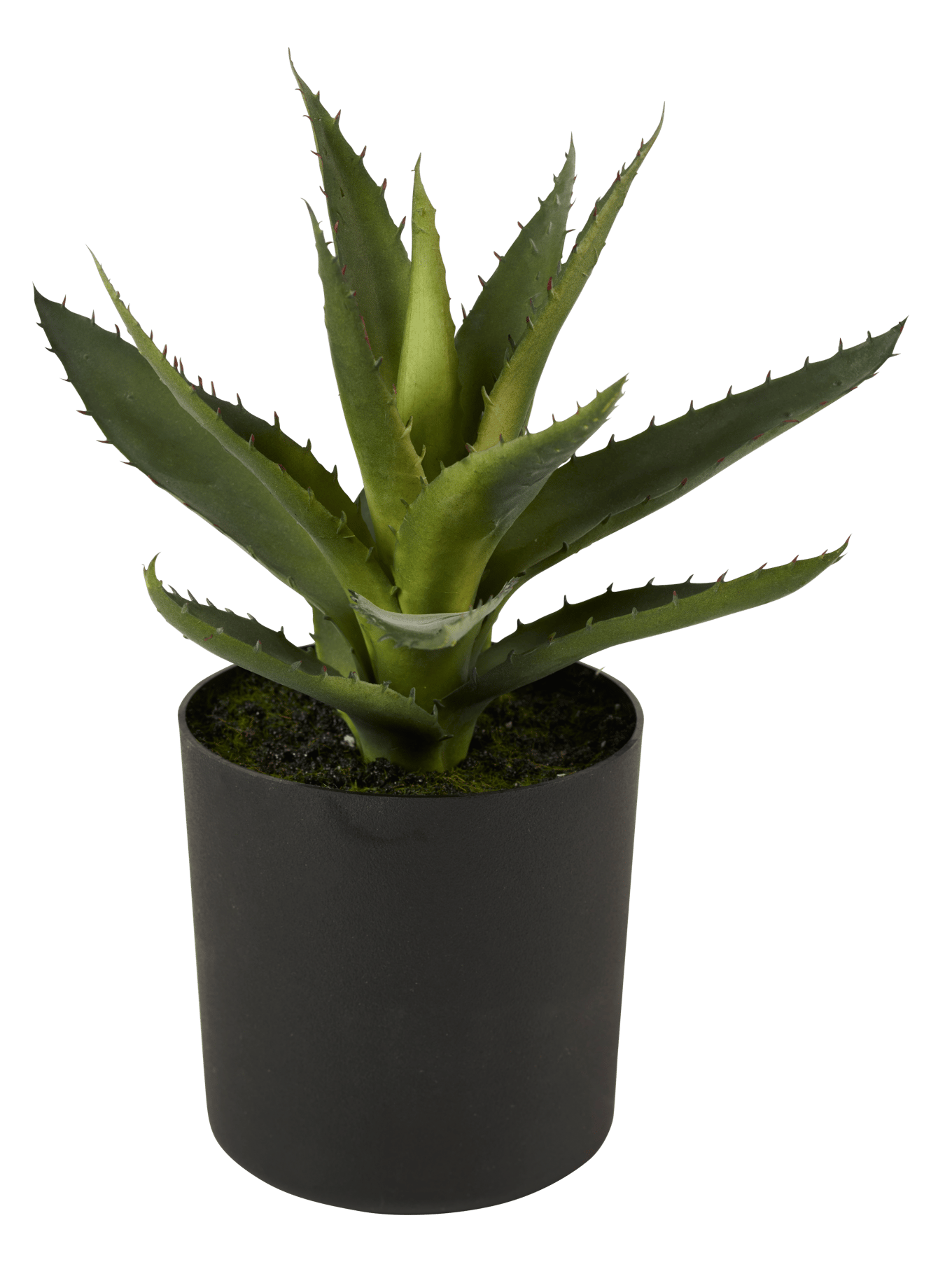 Casa MOHAVE SUCCULENT ALOE