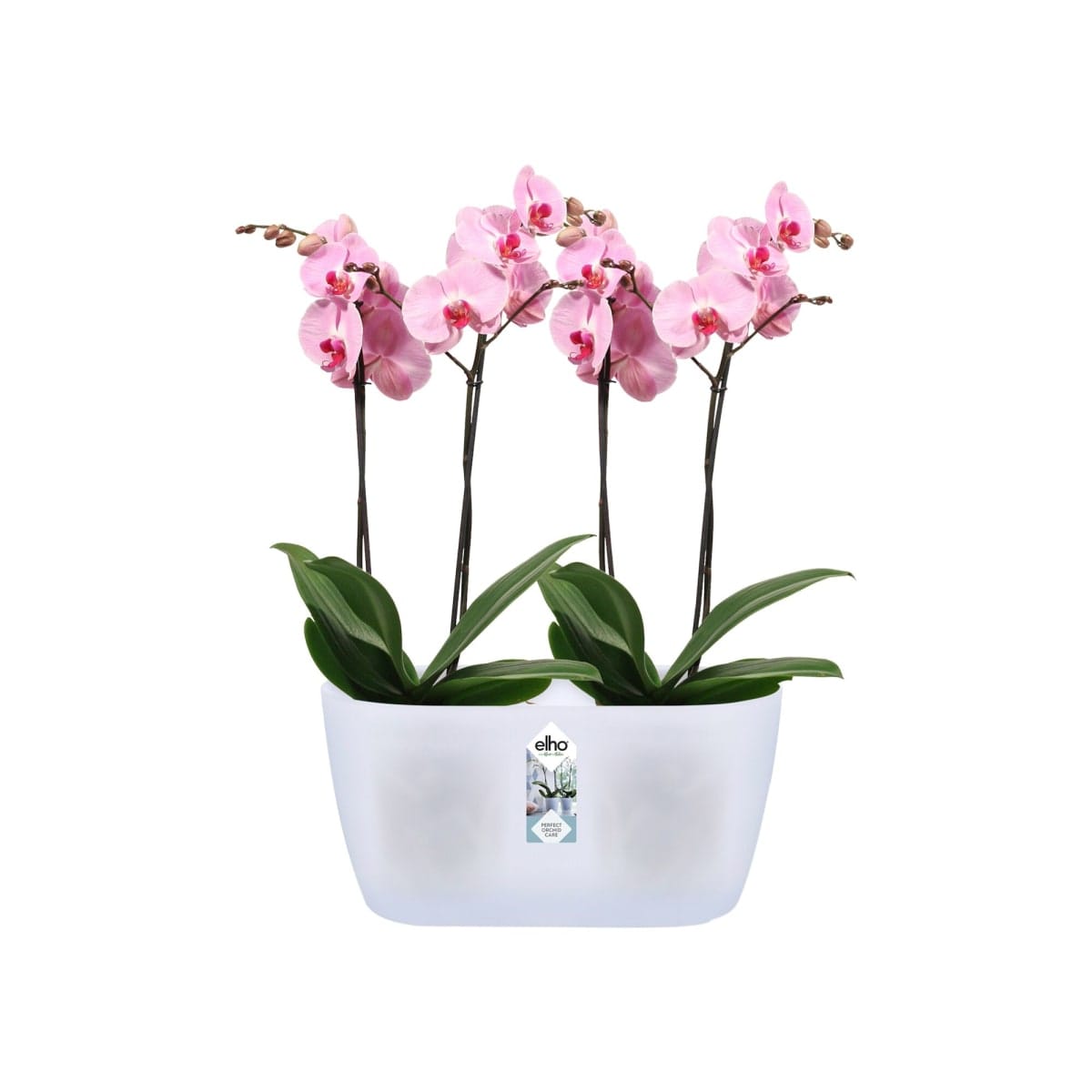 BRUSSELS ORCHID DUO COVER 25CM TRANSPARENT