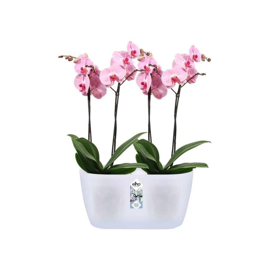 Bricocenter BRUSSELS ORCHID DUO COVER 25CM TRANSPARENT