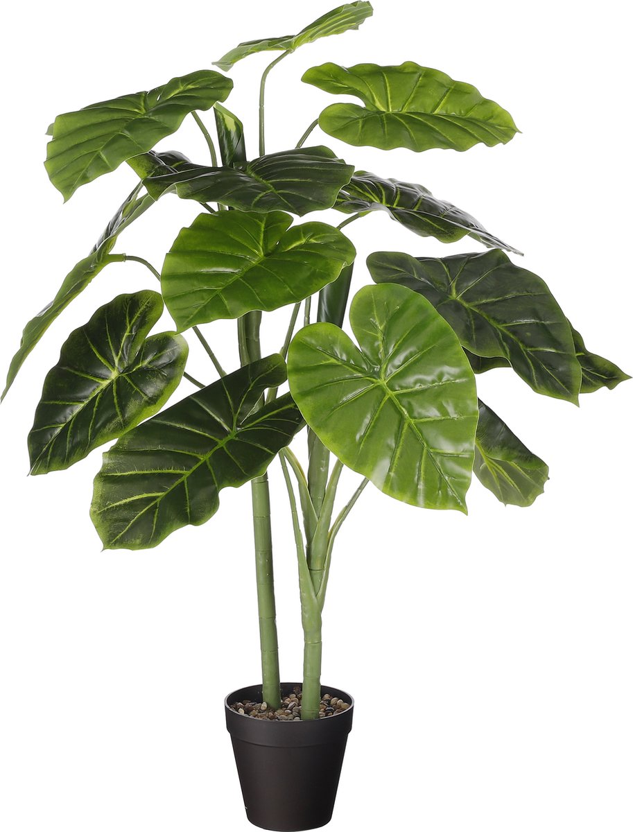 HALOCASIA IN PLASTIC POT 100 CM DIAM 50 CM