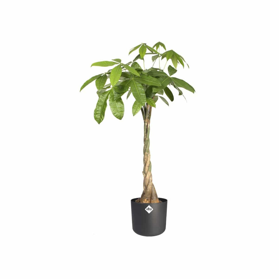 Bricocenter B.for Soft Round ELHO pot cover DIAM 18 H16,8 CM ANTHRACITE