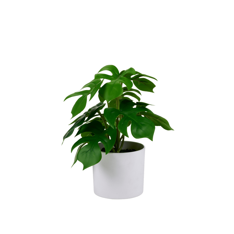 Casa MONSTERA PLANT IN POT 20,5CM