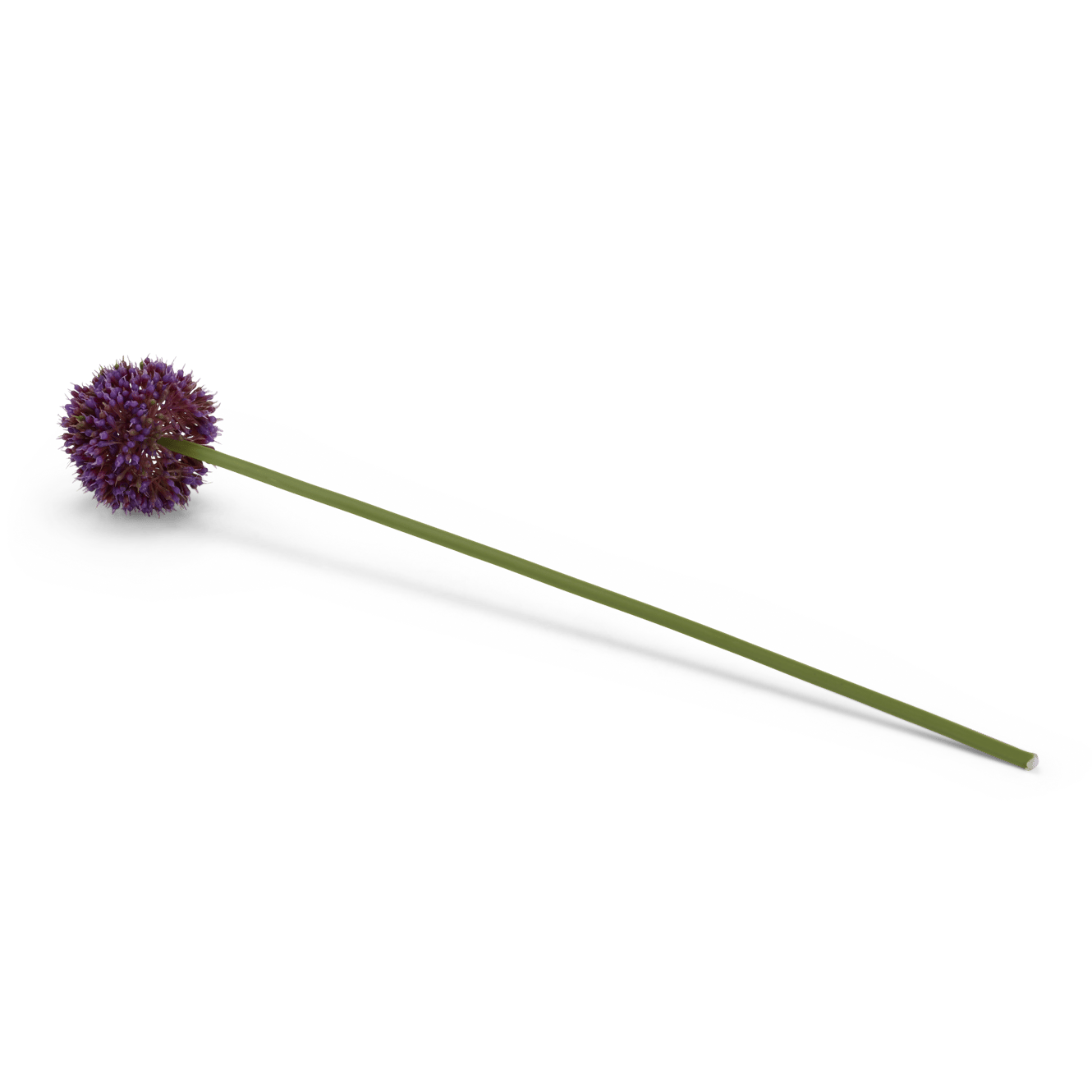Casa ALLIUM DECO ONION 51CM PURPLE