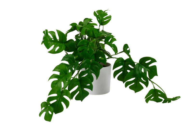 MONSTERA PLANT IN POT 28CM