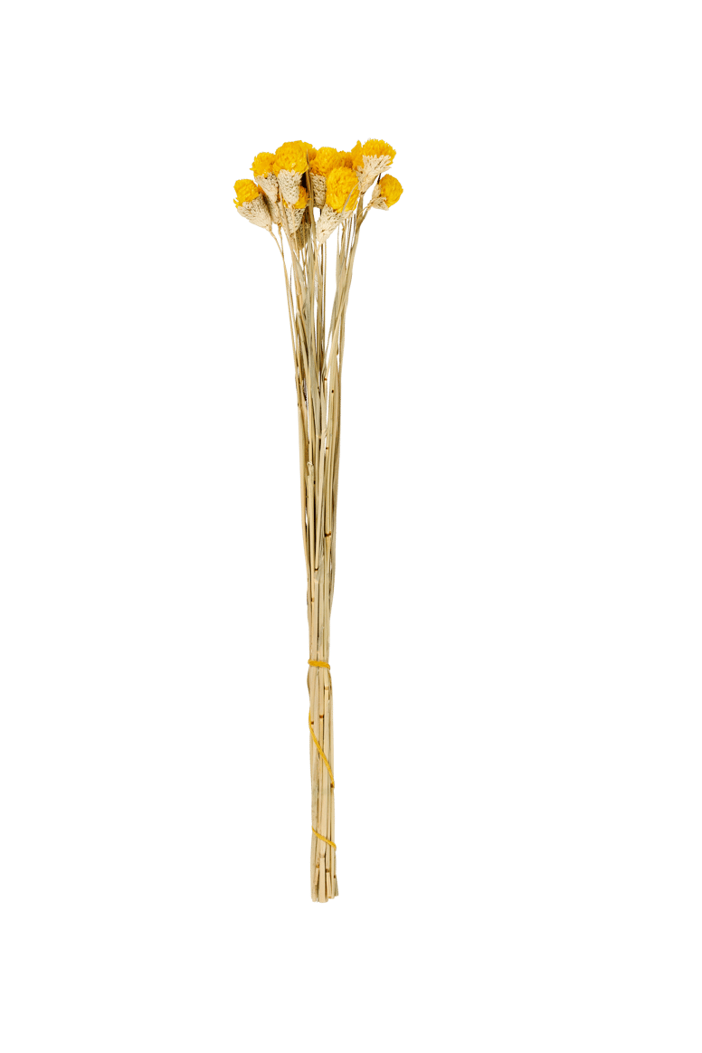 GOMPHRENA Yellow dried flowers, L 65 cm