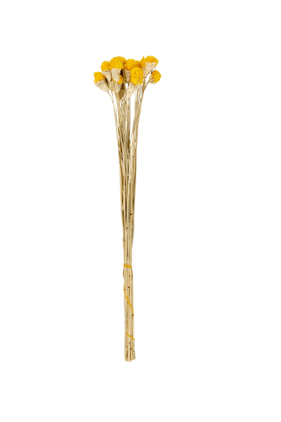 GOMPHRENA DRIED FLOWERS YELLOW