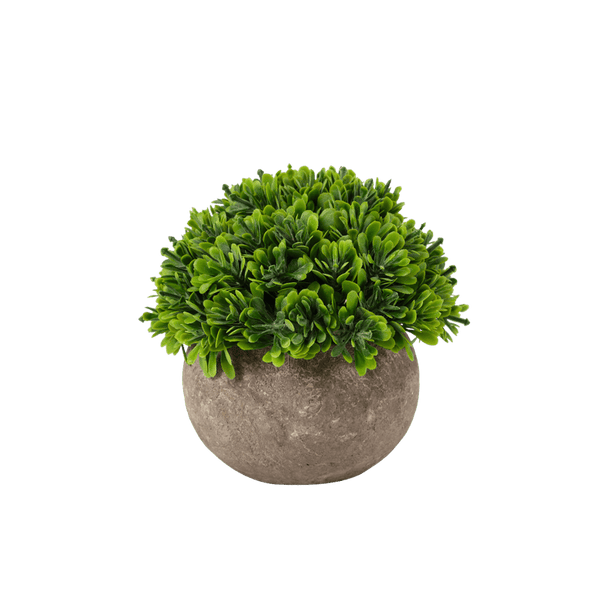 BUXUS BALL IN ROUND POT