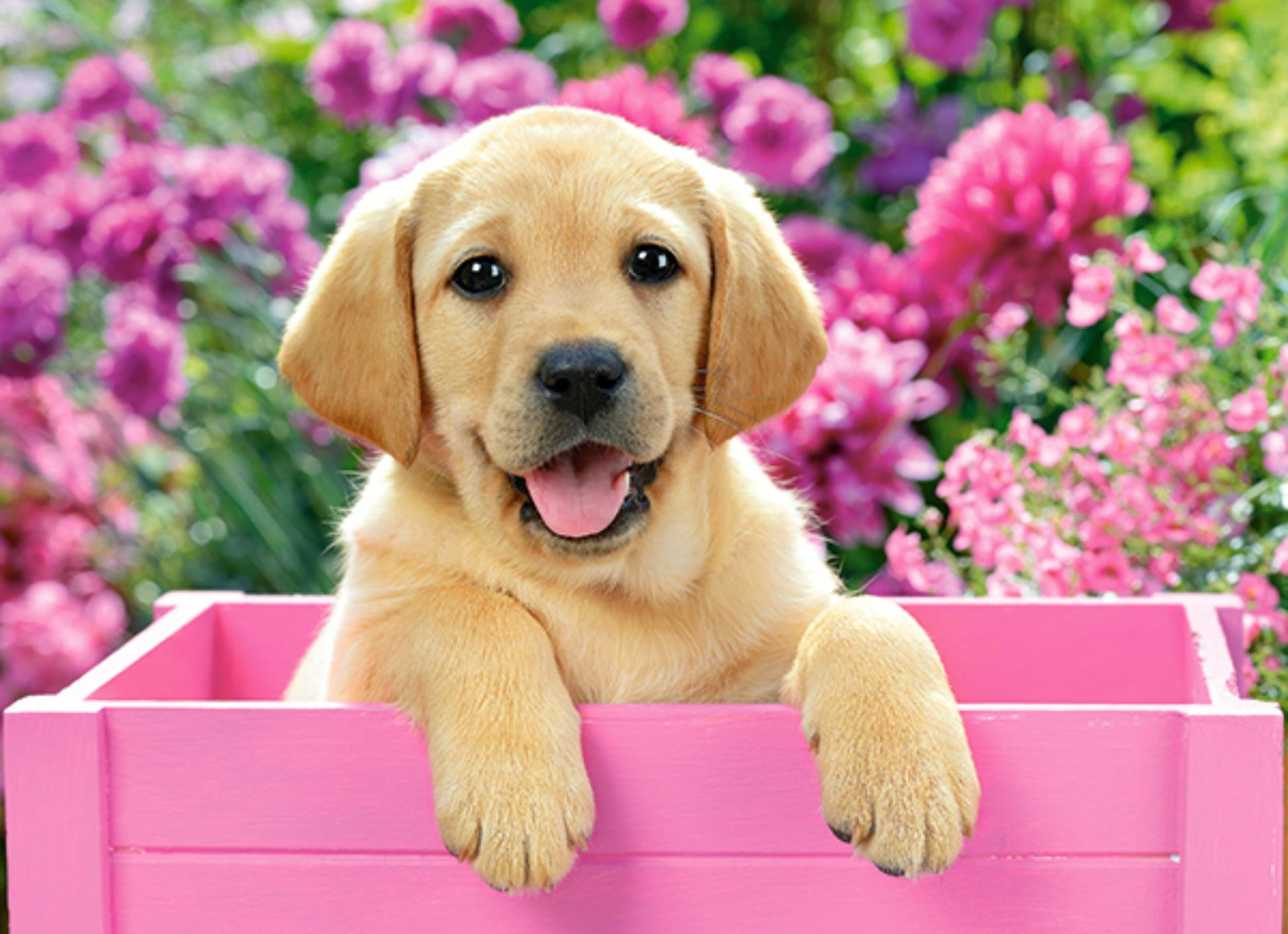 Toys Puzzle 300 Pezzi - Labrador Puppy in Pink Box