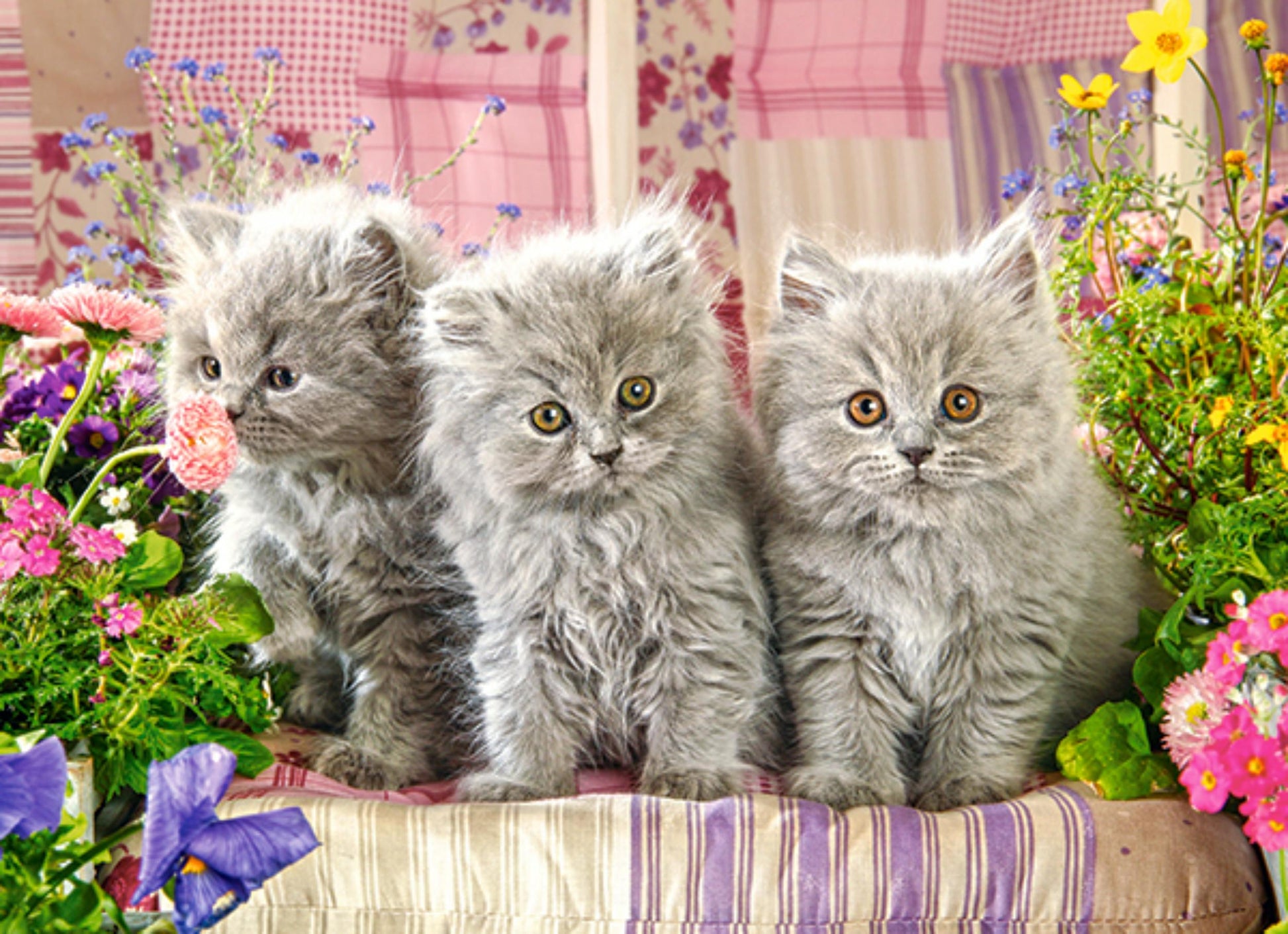 Puzzle 300 Pezzi - Three Grey Kittens