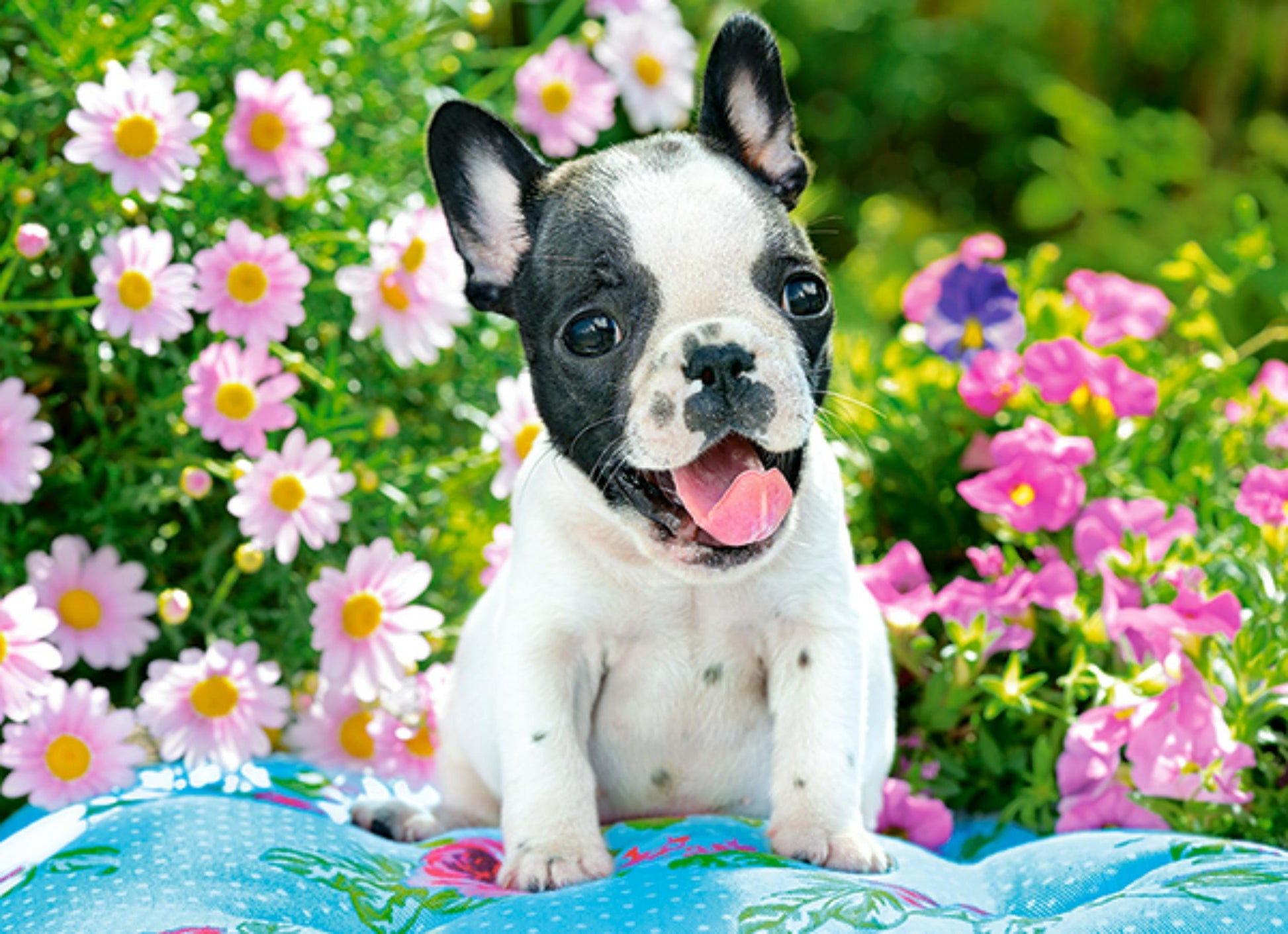 Puzzle 70 Pezzi - French Bulldog Puppy