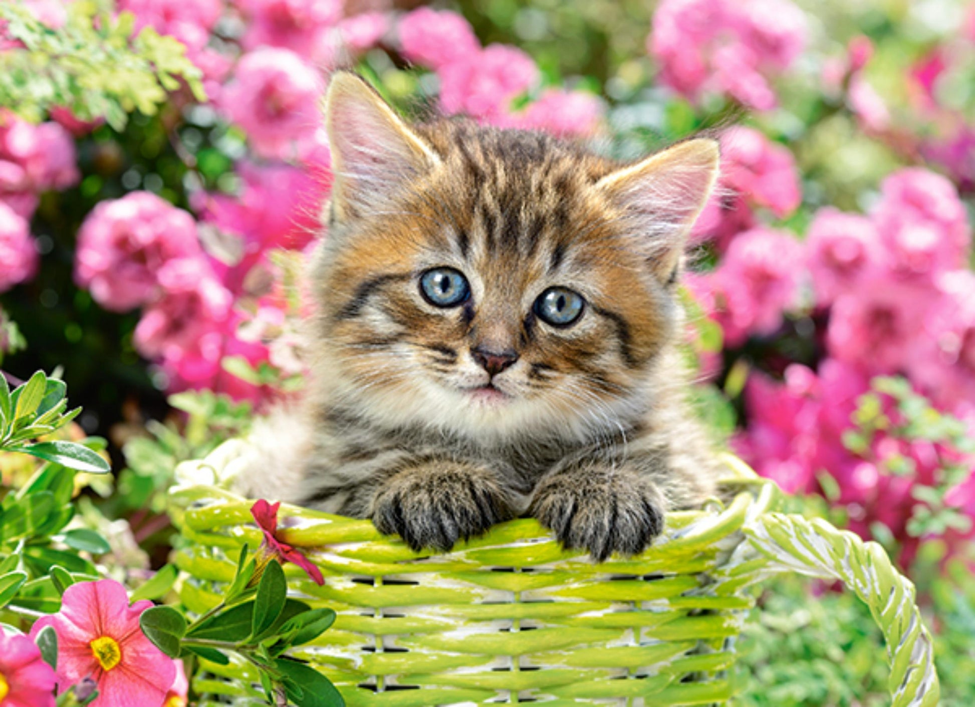 Puzzle 100 Pezzi - Kitten in Flower Garden