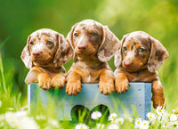 Puzzle 100 Pezzi - Cute Dachshunds