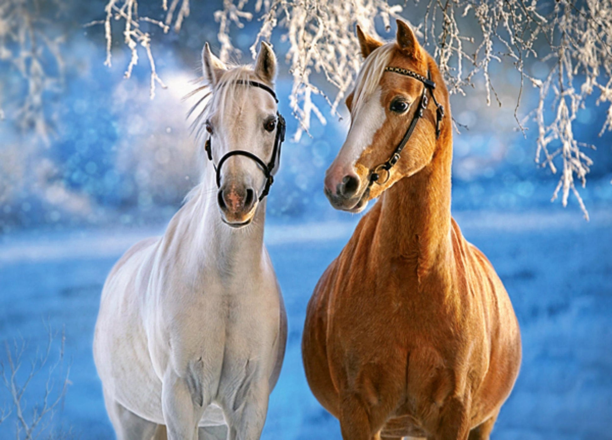 Puzzle 260 Pezzi - The Winter Horses