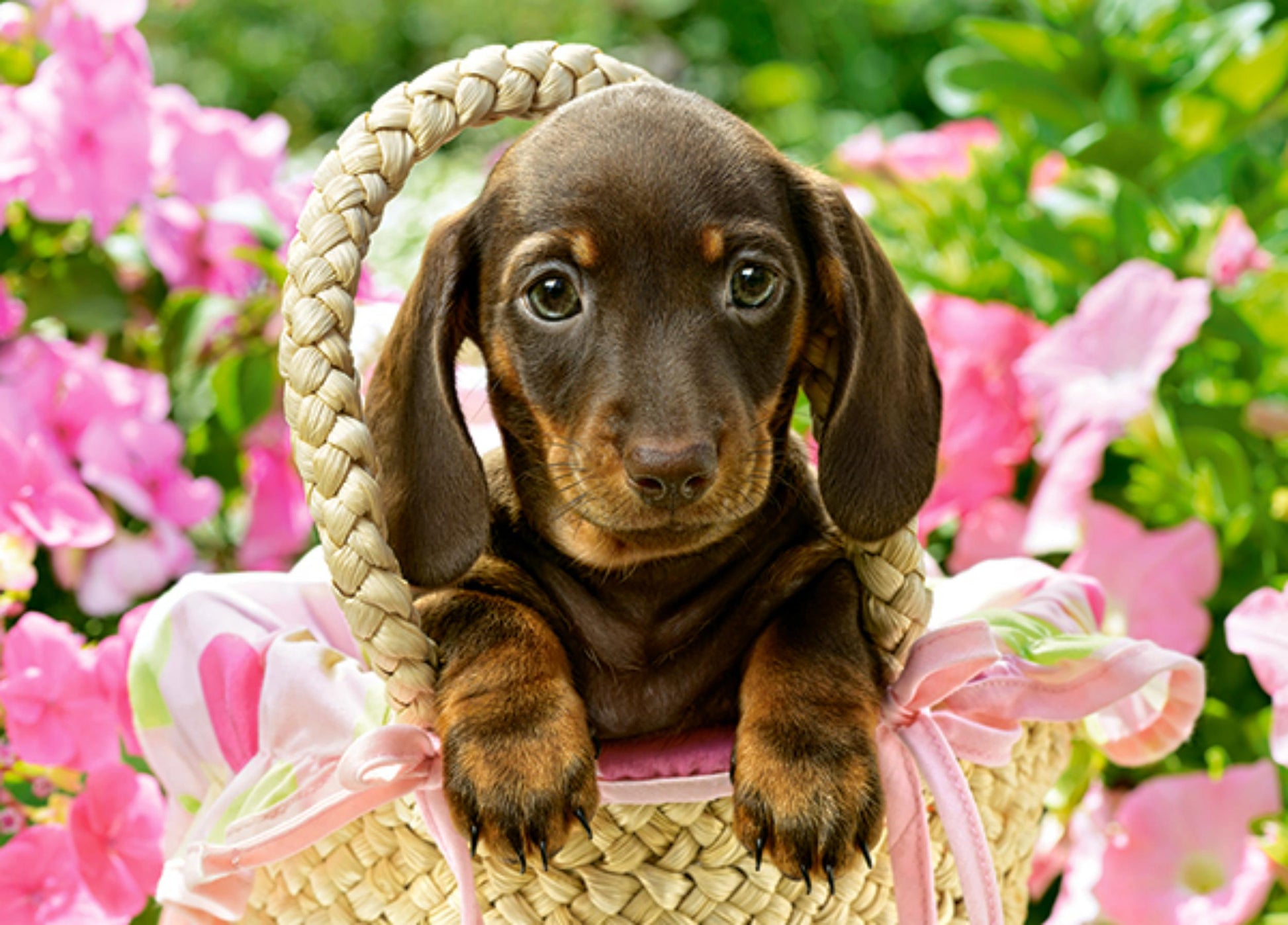 Toys Puzzle 260 Pezzi - Cute Dachshund