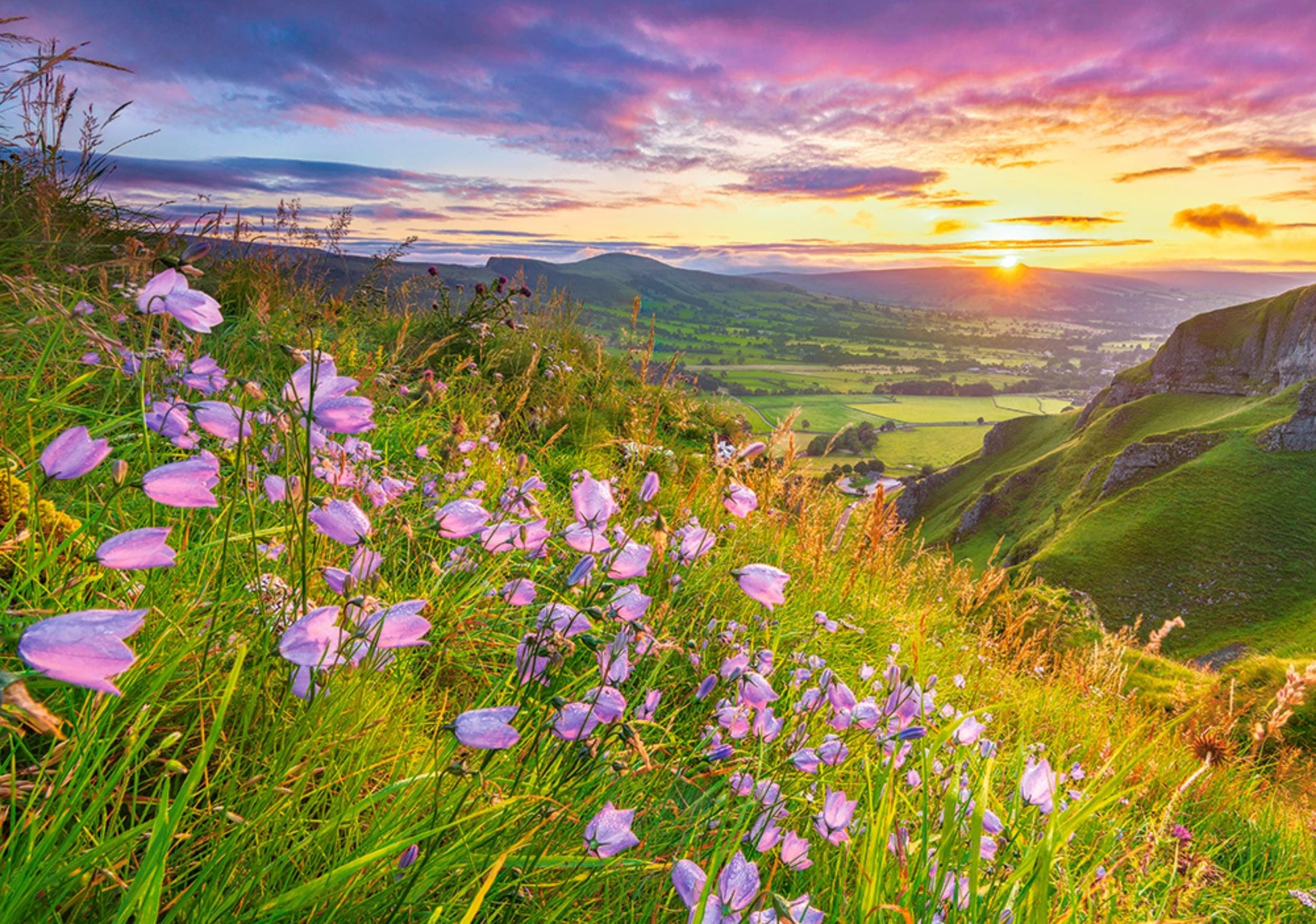 Toys Puzzle 500 Pezzi - Harebells at Sunrise