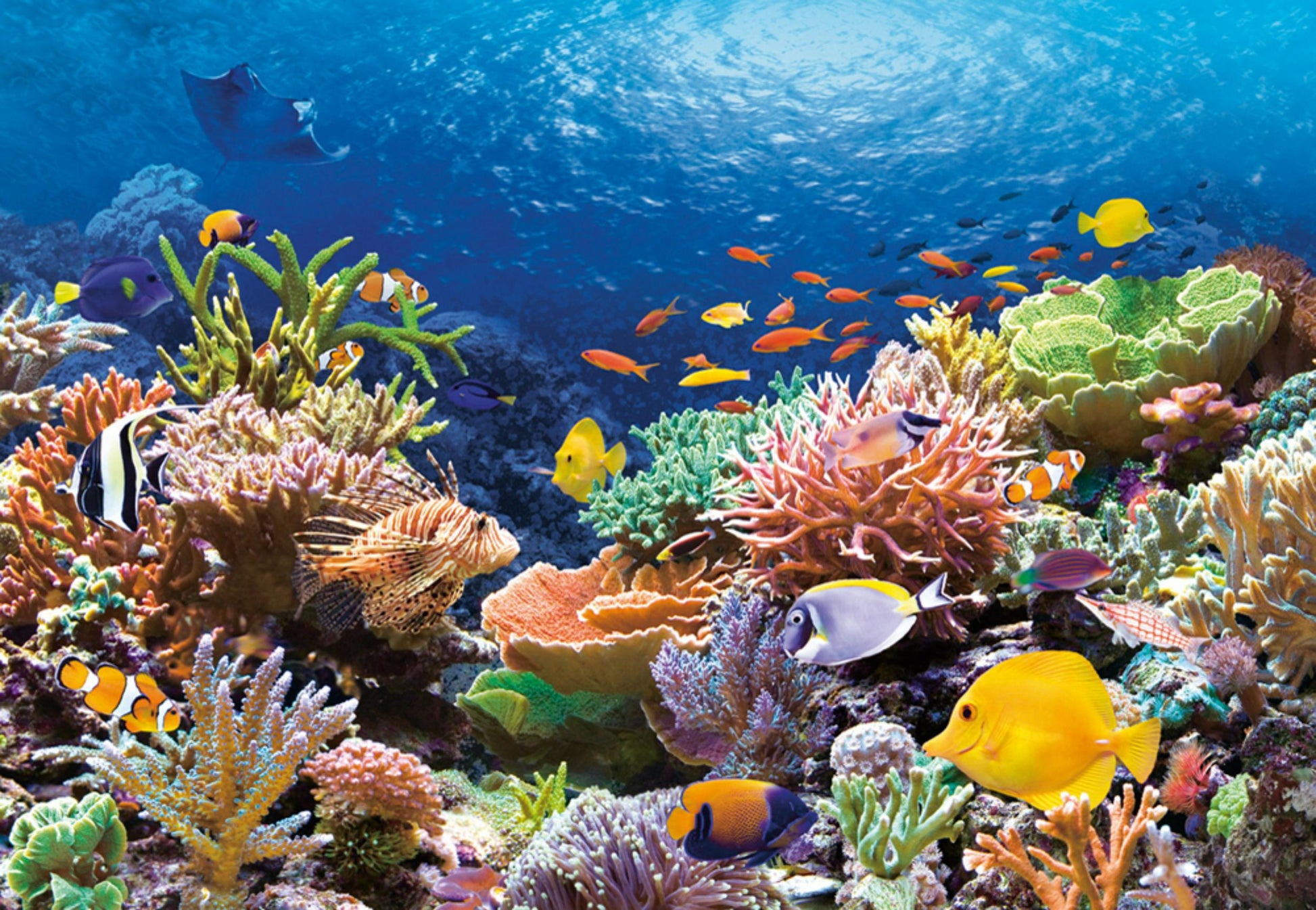 1000 Piece Puzzle - Coral Reef Fishes