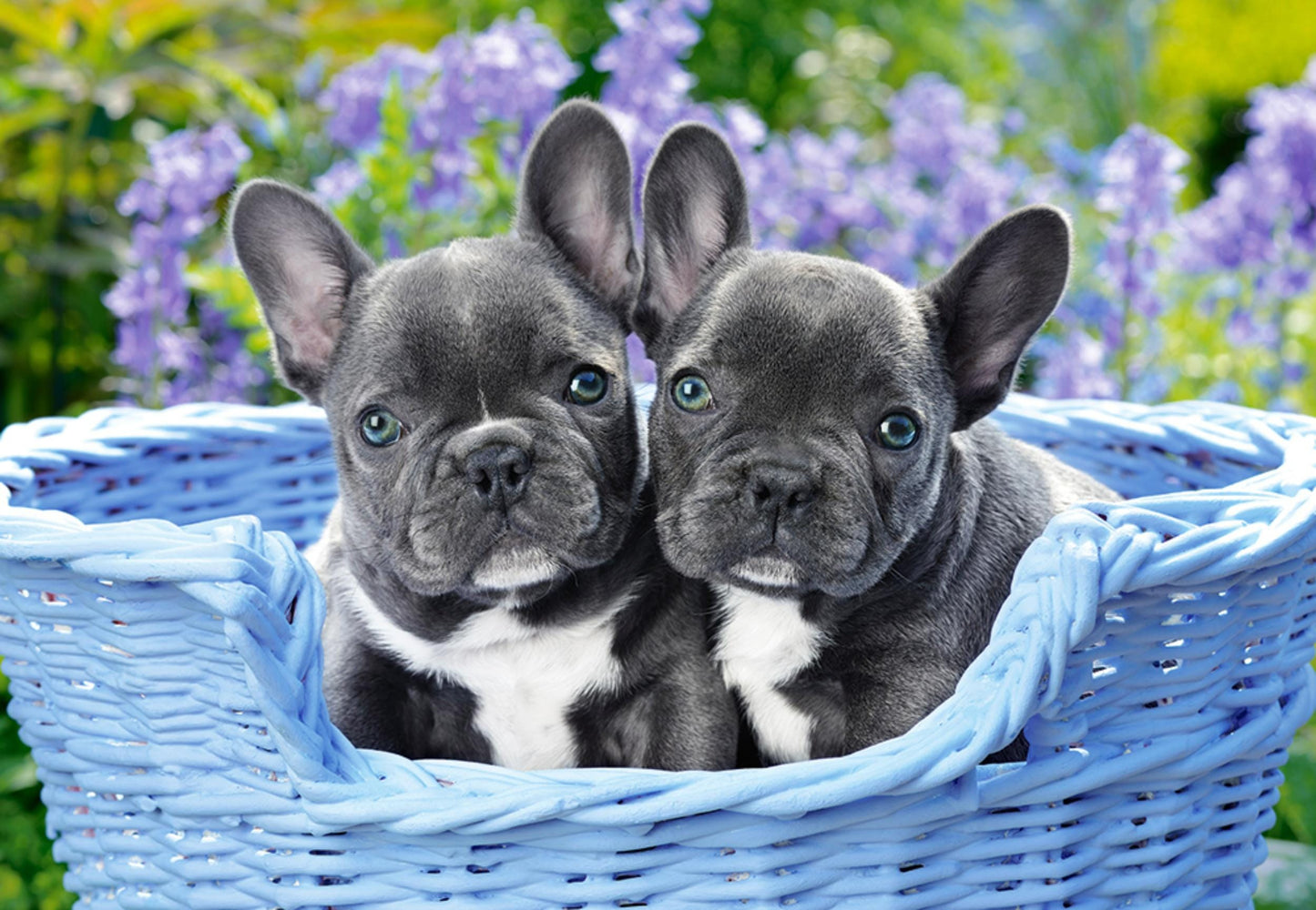 Toys Puzzle 1000 Pezzi - French Bulldog Puppies